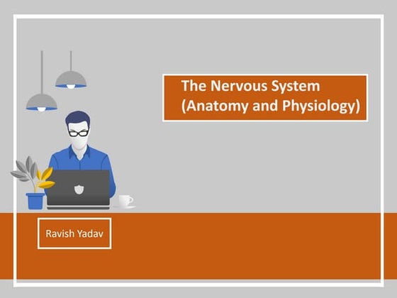Terminology of Nervous System | PPT