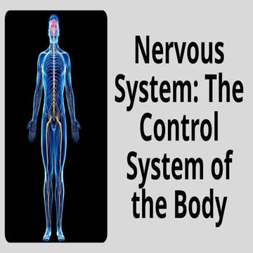Nervous System Overview.pptx............