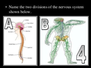 Nervous System, Brain, Neurons, Senses Organs, PowerPoint Review Game, Quiz