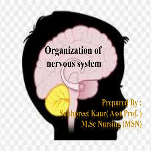 Nervous system ppt