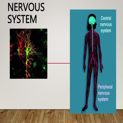 nervousnervoussystemppnervoussystemppnervoussystemppnervoussystemppsystemppt....