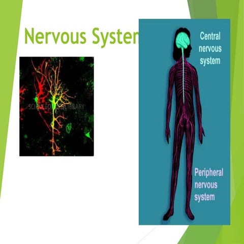 Organization of the nervous system | PPTX