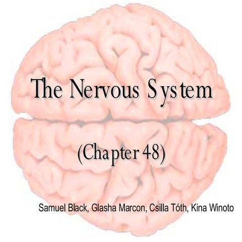 Nervous+System+Presentation