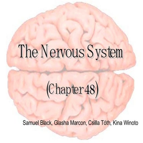 Nervous+System+Presentation