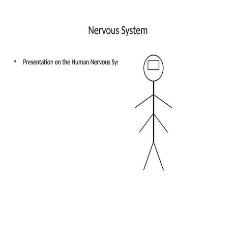 Comprehensive Overview of the Human Nervous System: Structure, Function ...