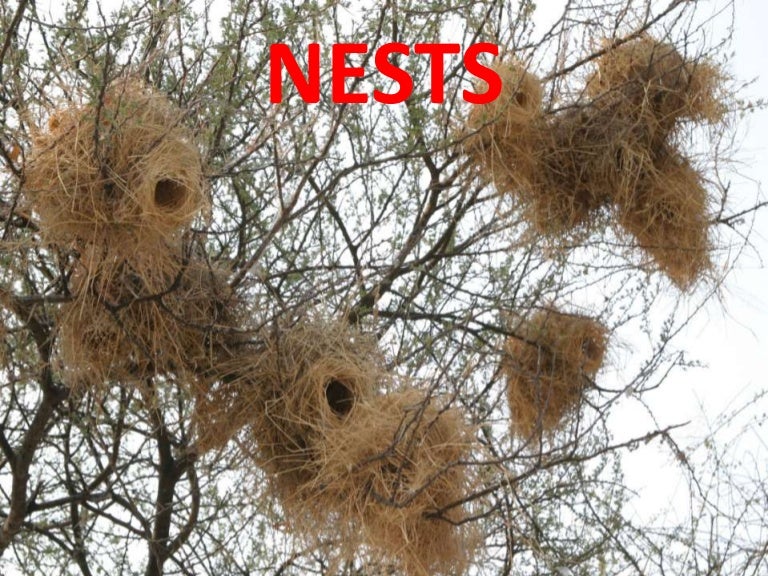 Nests