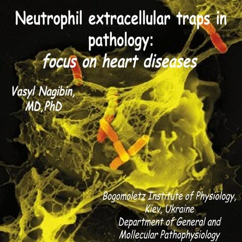 NETs and cardiomyocytes | PPT