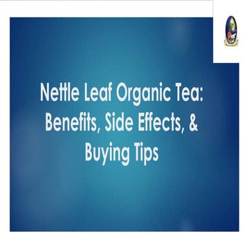 Nettle Leaf Organic Tea: Benefits, Side Effects, & Buying Tips | PDF
