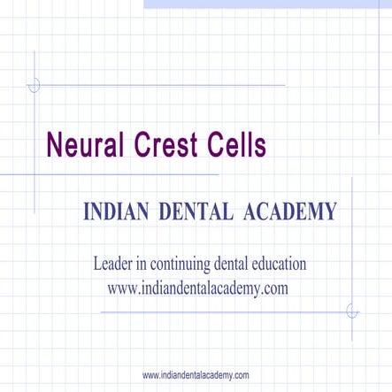 Neural crest cells   1 /certified fixed orthodontic courses by Indian dental ...