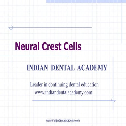Neural crest cells   1