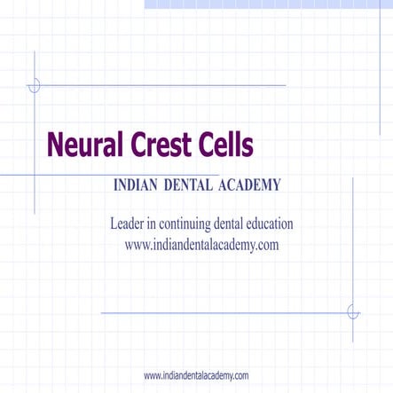 Neural crest cells   1 /certified fixed orthodontic courses by Indian dental ...