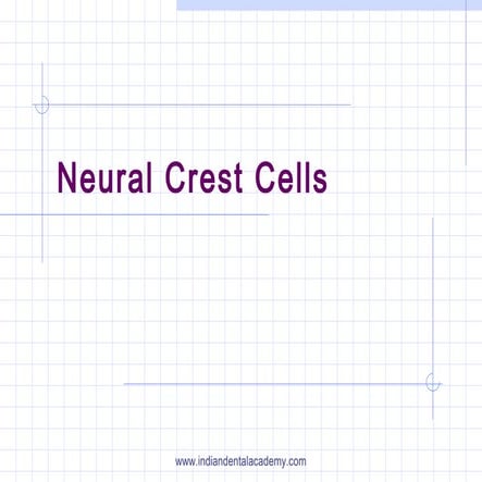 Neural crest cells   1