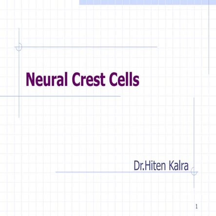 Neural Crest Cells - 1.ppt