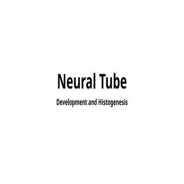 Neurulation | PPTX