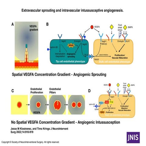 Extravascular Sprouting and Intravascular Intussusceptive Angiogenesis ...