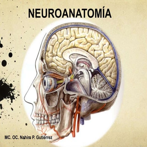 Neuroanatomía