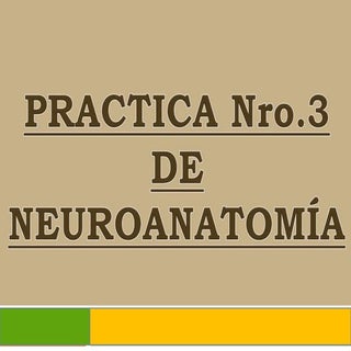Neuroanatomia