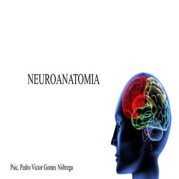 Neuroanatomia Básica