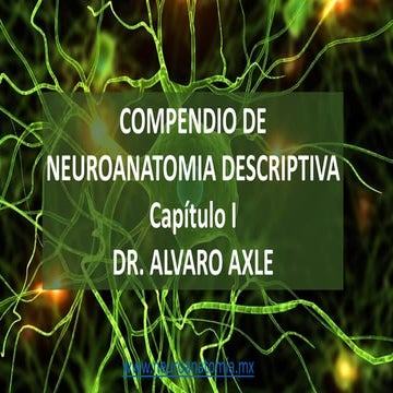 Neuroanatomia capitulo i-parte2