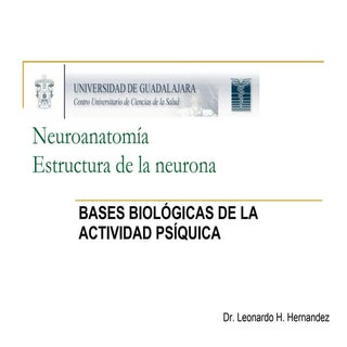 Estructura de la neurona