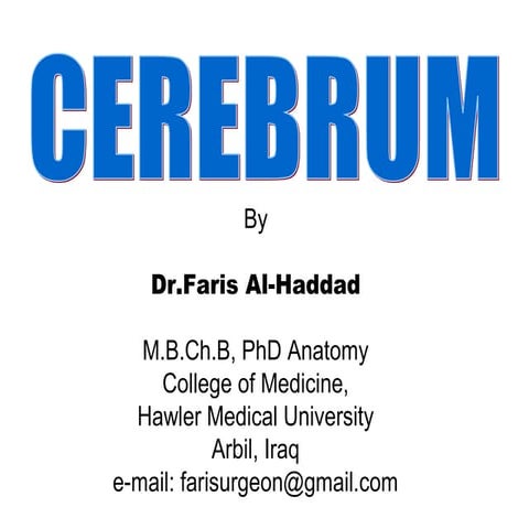 Cerebrum