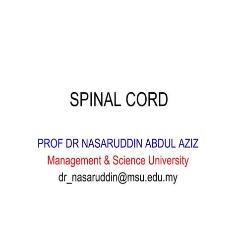 Neuroanatomy   spinal cord