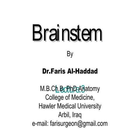 Brainstem