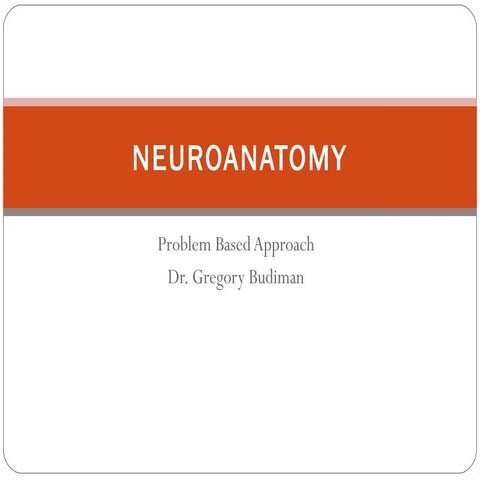 Neuroanatomy lecture