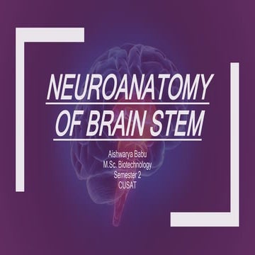 Neuroanatomy of brain stem