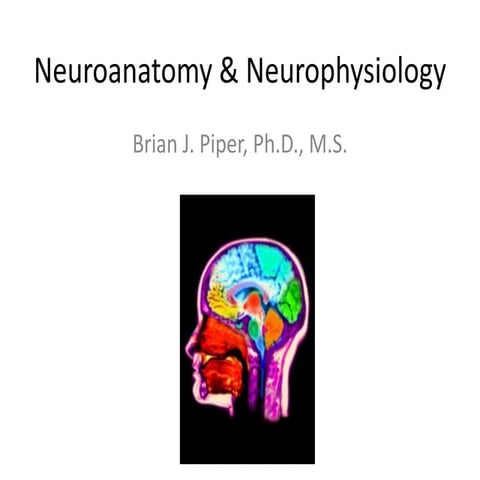 Pathophysiology: Neuroanatomy Part I