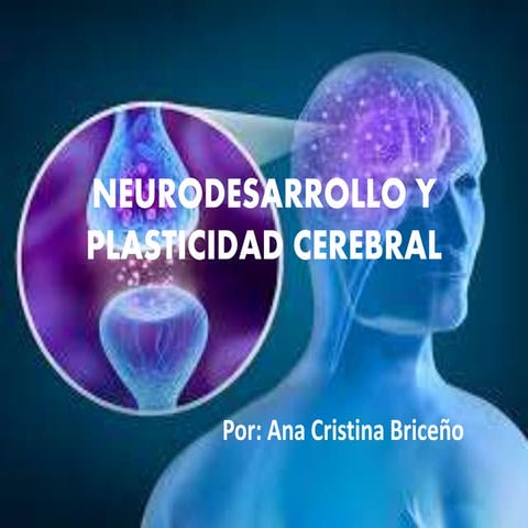 Neurodesarrollo y plasticidad cerebral