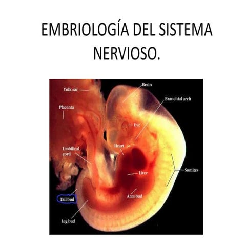 Neuro embrio | PPTX