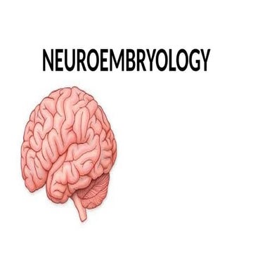 NEUROEMBRYOLOGY  autosaved clinical significance