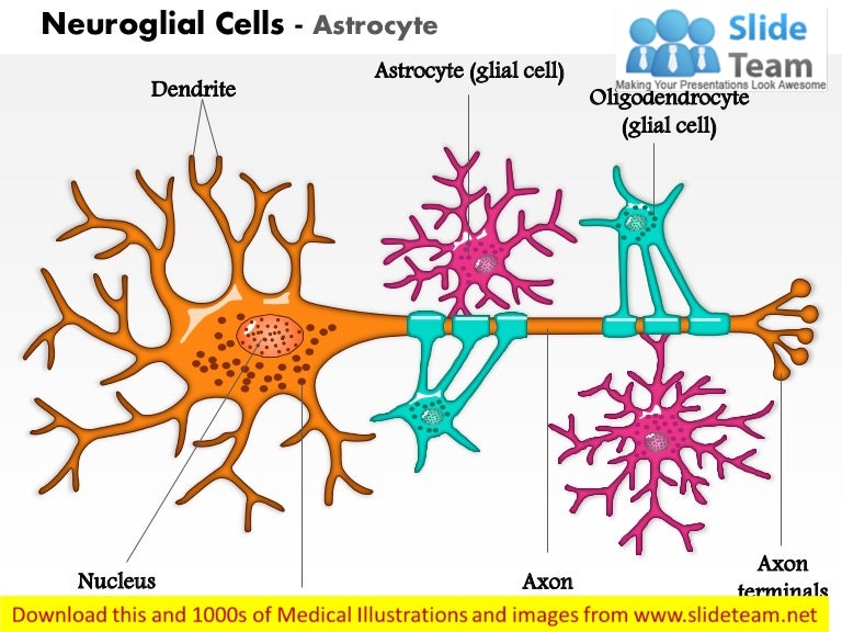 neuroglial cells astrocyte medical images for power point glial cell