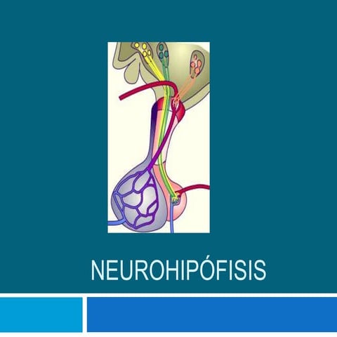 Vasopresina y Oxitocina bioquímica de hormonas neurohipofisiarias | PDF