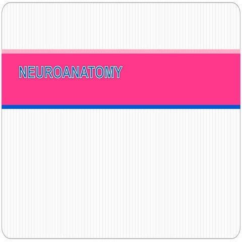 Neuroanatomy (generally)