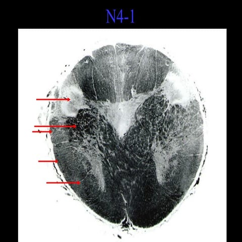 Neurolab 10 | PPT