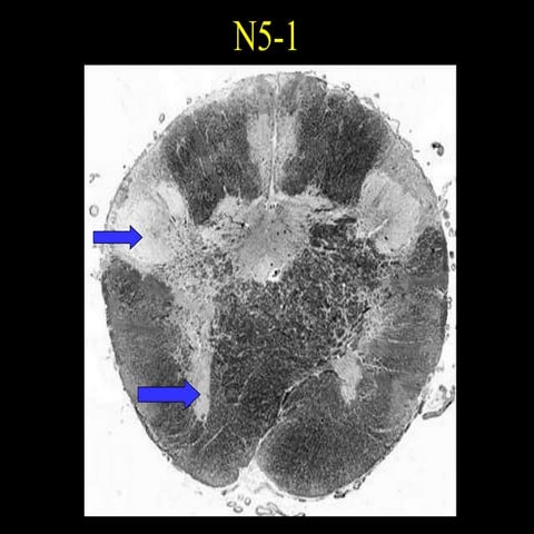 Neurolab 10 | PPT