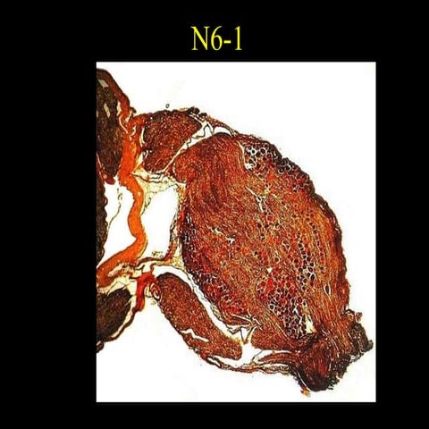 Neurolab 10 | PPT