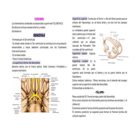 Formación reticular: Anatomía | PPTX