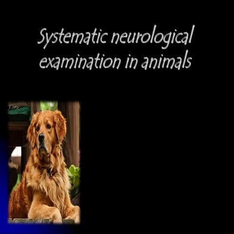 Neurological examination of vety patient.