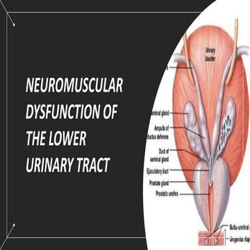 Neurogenic-Bladder, defenisi, klasifikasi, patofisiologi, teraphy ...