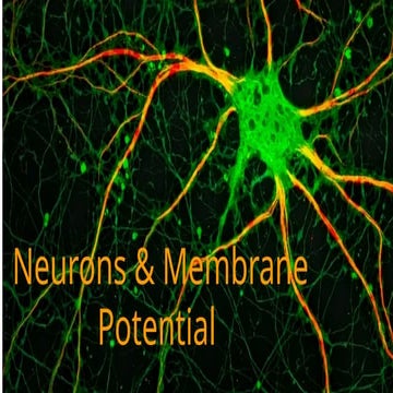 Chap 2 Neuron 2022 Presentation AP Biology