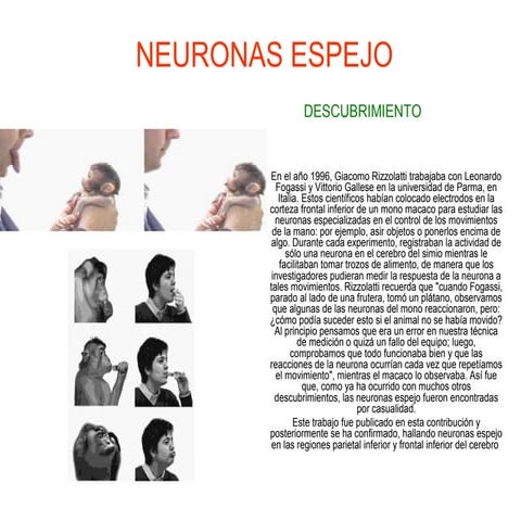 Neuronas espejo