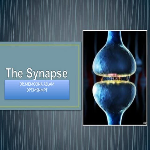 NEURON COMMUNICATION.pptx the synaptic cleft | PPTX