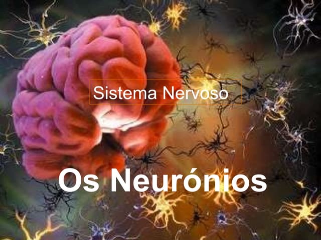 Neuronios   grupo 1 12 b
