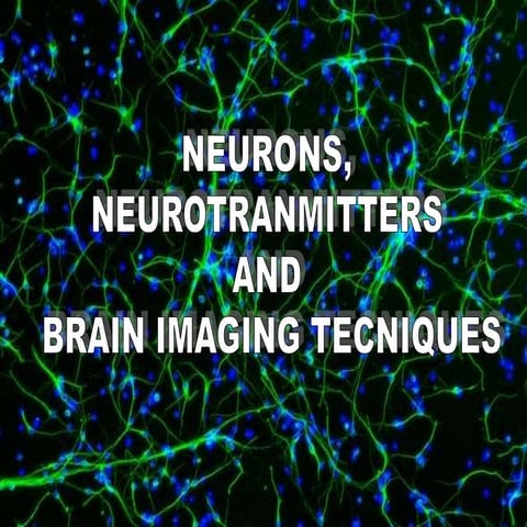 Neurons and neuro transmitters