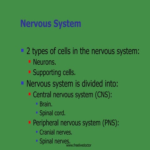 Neurons& Synapses