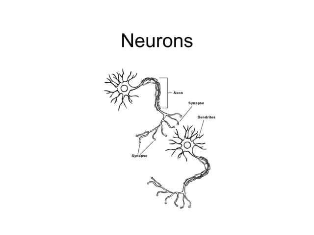 Nuerons to Readiness