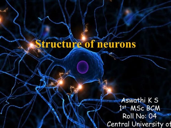 Structure and function of neuron | PPTX | Brain and Nervous System ...